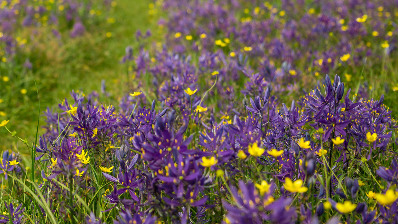 A field of wild camas flowers